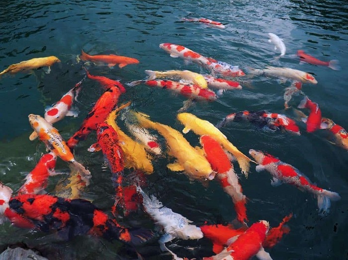 Số Lượng Cá Koi Bao Nhiêu Là Phù Hợp Phong Thủy May Mắn, Rước Lộc